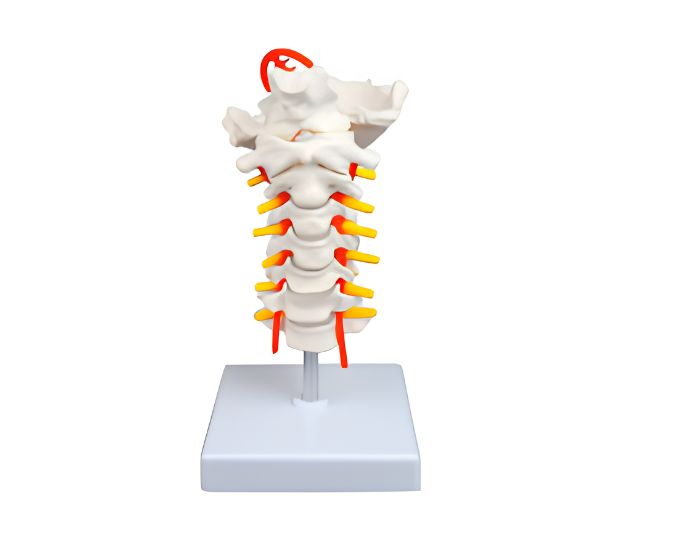 Cervical Spine Model with Neck Artery & Occipital Bone - Product Image