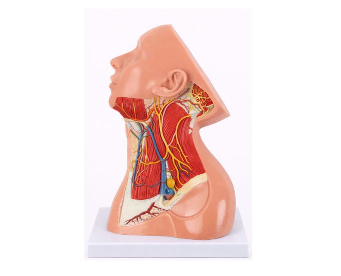 Superior Cervical Nerves, Vessels and Muscles Dissection Model - Product Image