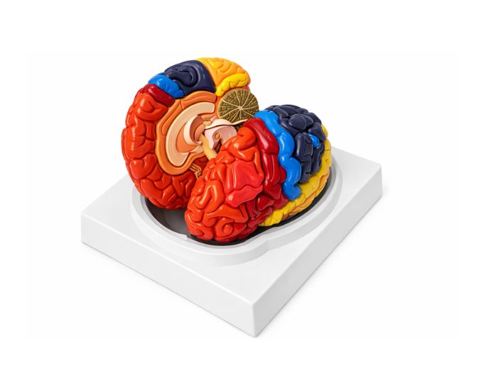 Human Brain with Different Areas Model