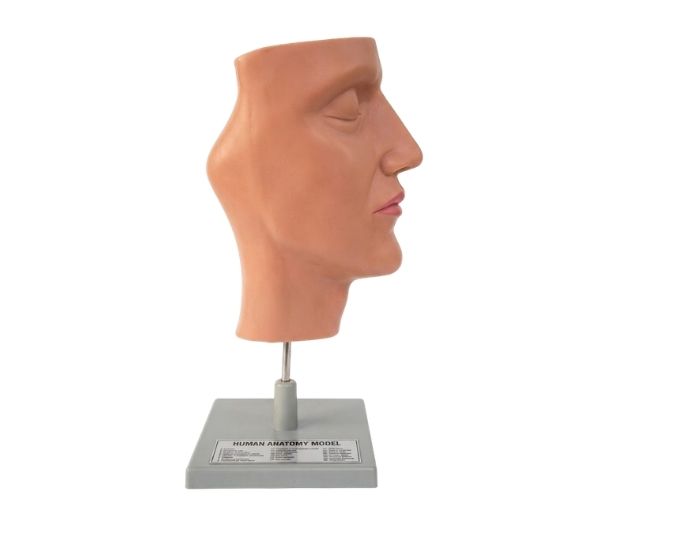 Human Nose Model - Product Image
