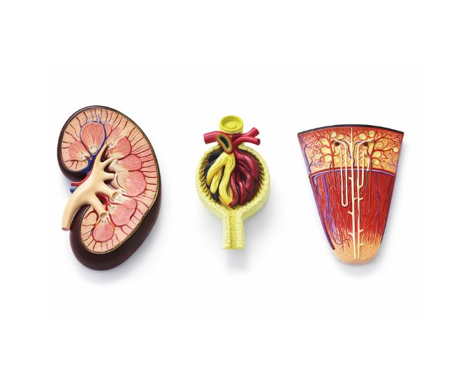 Multi-Scale Kidney Nephron and Glomerulus Study Model - Product Image