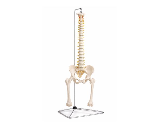 Classic Flexible Spinal Column with Femur