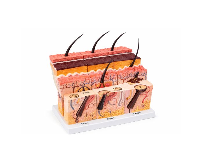 Human Heart Anatomy Study Model for Cardiovascular Learning - Product Image