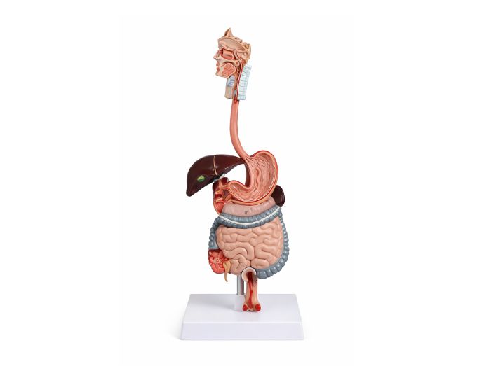 Human Digestive System Anatomy Model (Life Size Display) - Product Image