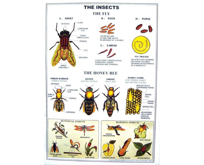 General Science Educational Chart