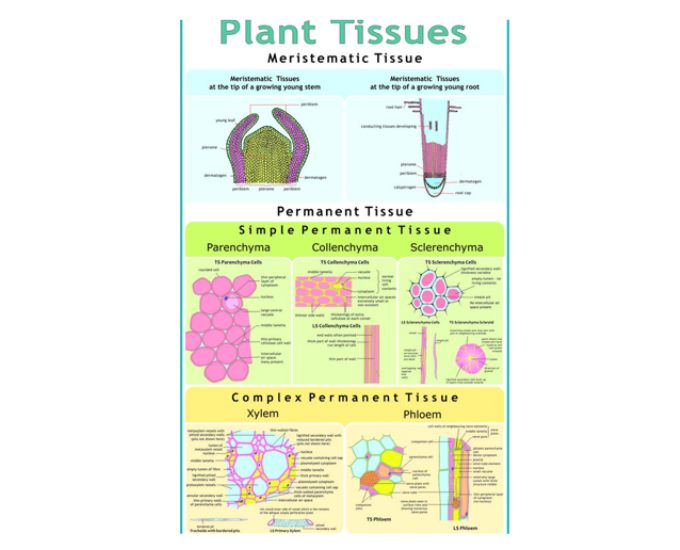 Cell & Tissues Educational Chart