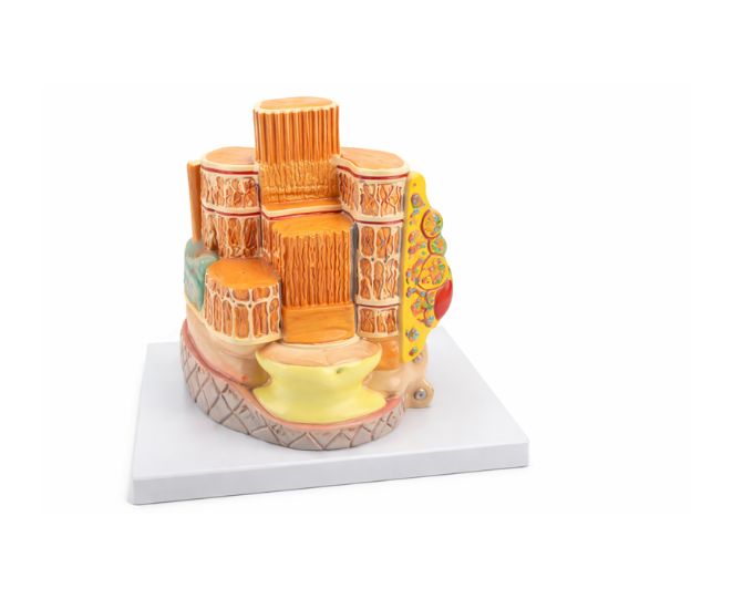 Enlarged Skeletal Muscle Fiber Structure Model for Anatomy Study - Product Image