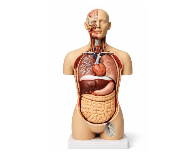 Human unisex torso 18 parts back open - Product Image