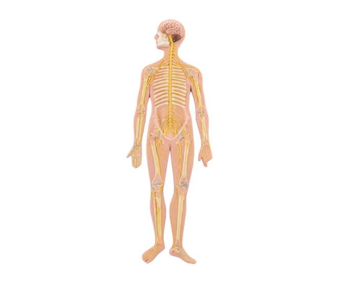 Nervous System Anatomical Models (Indian & Imported) - Product Image 2