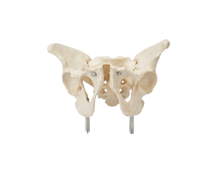 Adult Male Pelvic Bone Study Model - Product Image