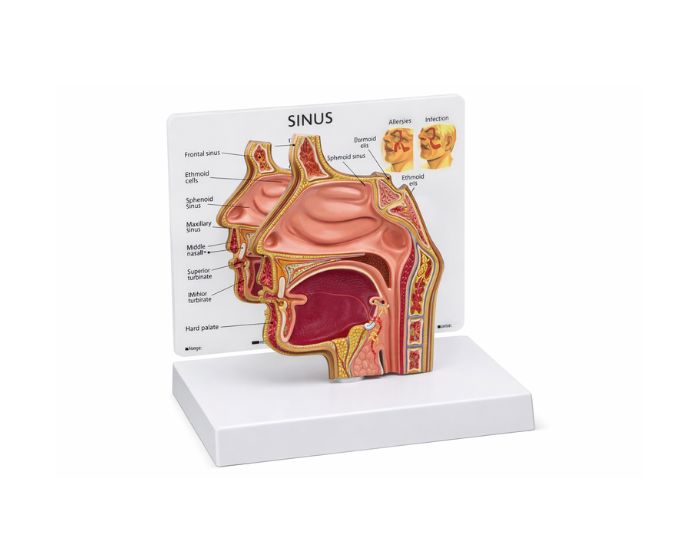 Nasal Cavity Dissection Model for Anatomy Education