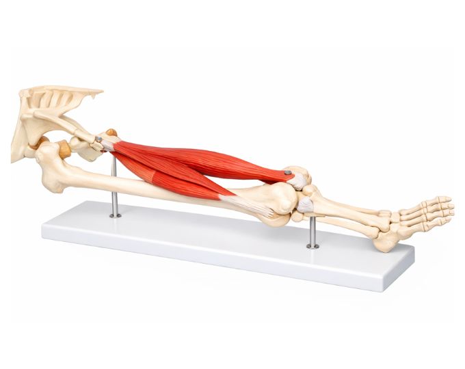 Functional model of knee joint life size