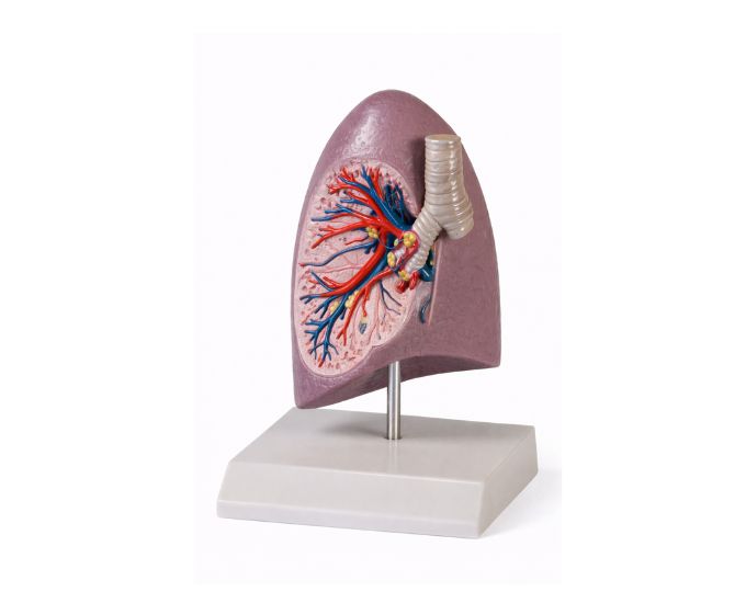 Right Lung Bronchus Dissection Model for Anatomical Study - Product Image