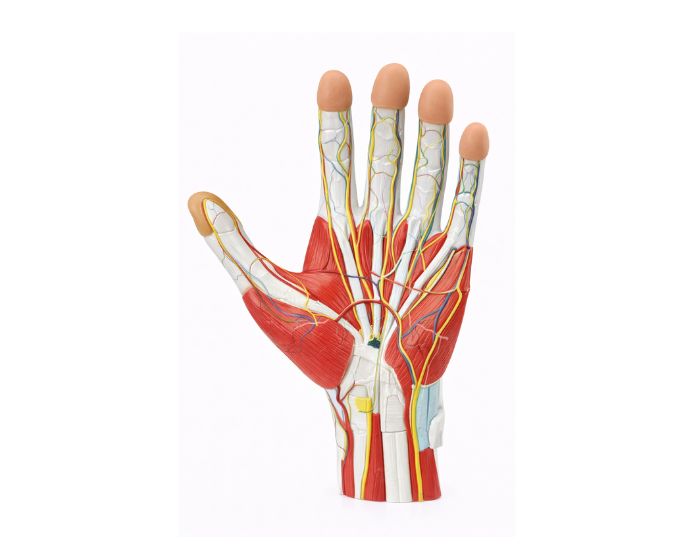 Human Hand Anatomy Model 2X Enlarged for Study - Product Image