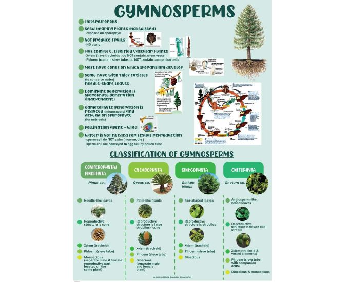 Gymnosperms Educational Chart - Product Image