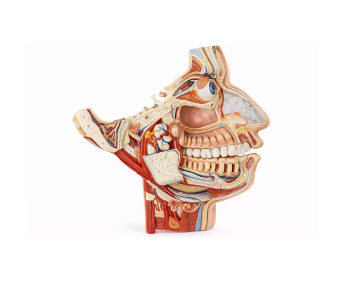 Facial Skull Nerves and Vessels Anatomy Model - Product Image