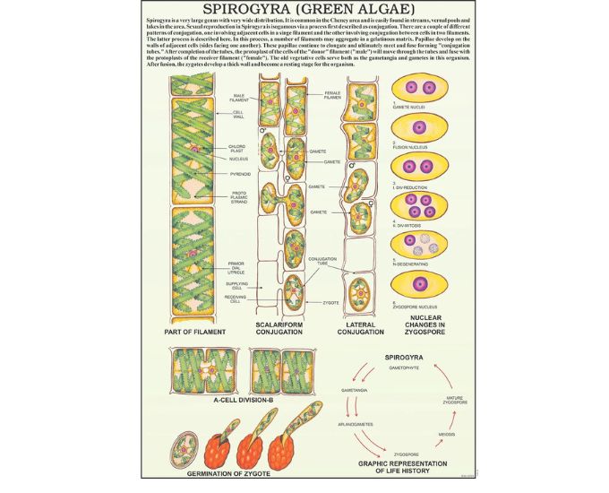 Algae & Fungi Educational Chart - Product Image