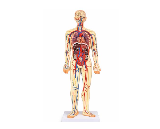 Half Size Human Blood Circulatory System Educational Model - Product Image