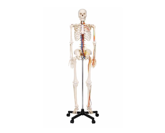 Human Skeleton Anatomy Model with Nerves, Blood Vessels and Heart