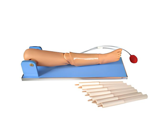 Bone Marrow Puncture & Femoral Venipuncture Simulator