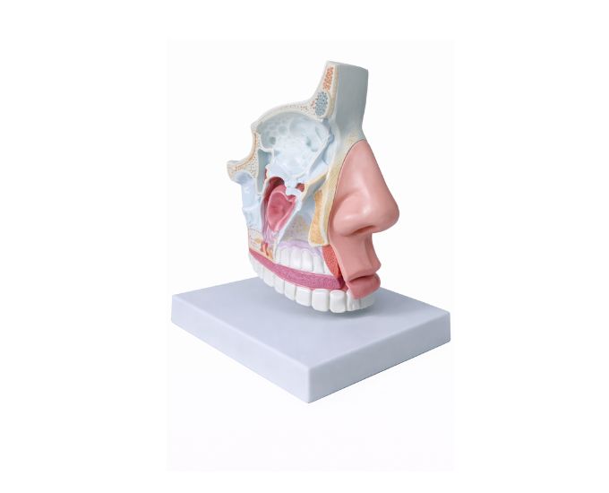 Nasal Cavity Anatomy Model Natural Size - Product Image 2