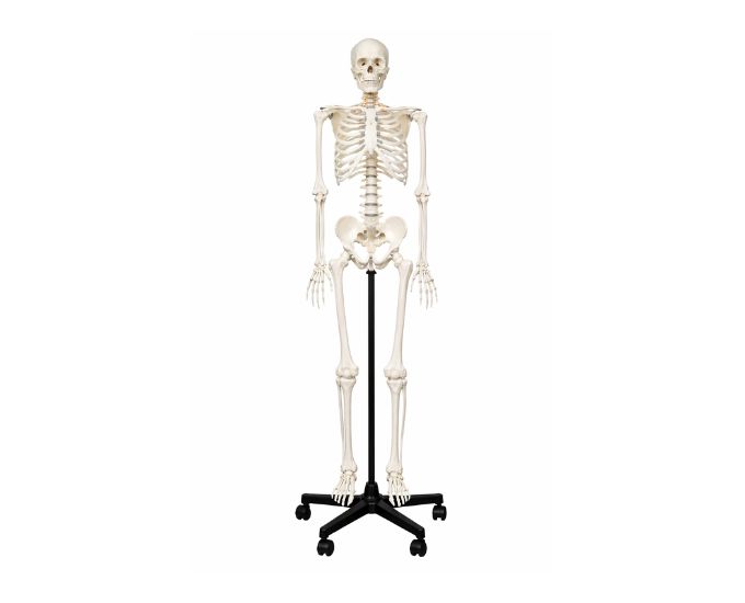 Human Full-Size Skeleton Anatomy Model for Medical Study
