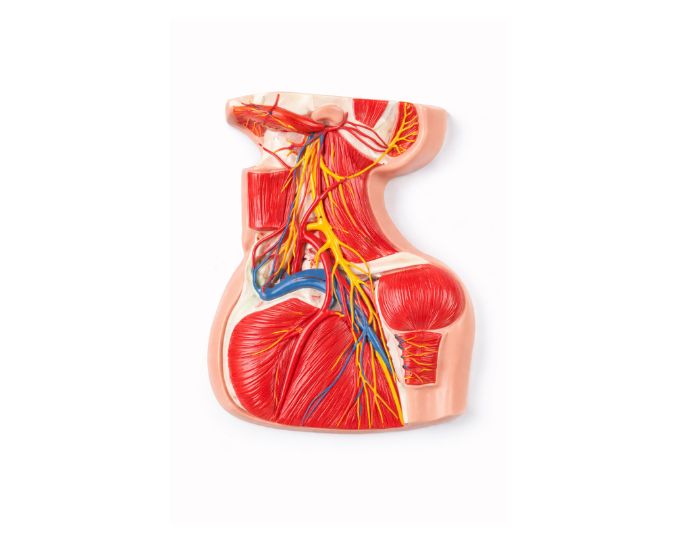 Superior Cervical Nerves, Vessels and Muscles Dissection Model - Product Image 3
