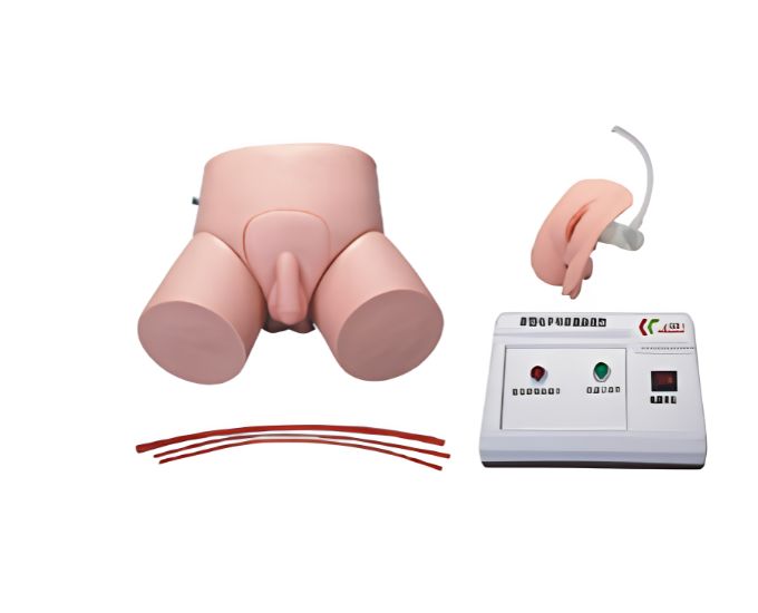 Electronic Unisex Catheterization & Enema Training Model - Product Image