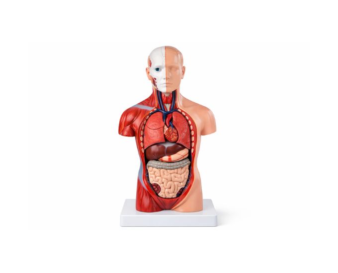 Human Unisex Torso Anatomy Model – 18 Parts - Product Image