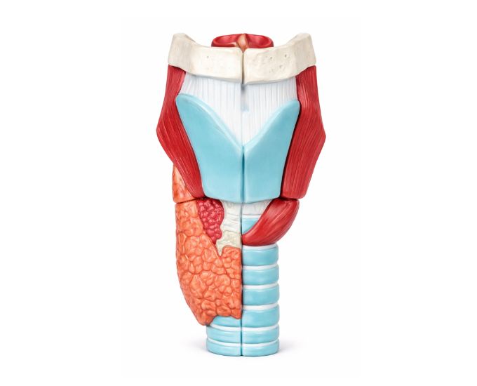 Human Larynx Anatomy Model 2.5X Enlarged, 5 Parts - Product Image