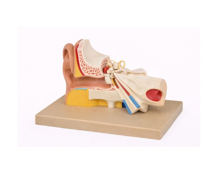 Human Ear Anatomy Model 3X Enlarged - Product Image