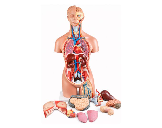 Dual Sex Torso Size 39x26x85cm - Product Image 2