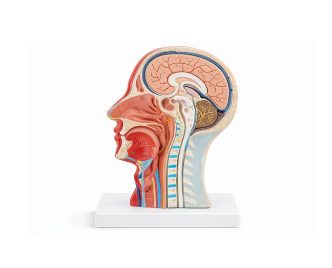 Median and Frontal Section of the Head Model - Product Image