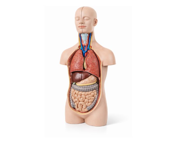 Human Unisex Torso Anatomy Model – 12 Parts