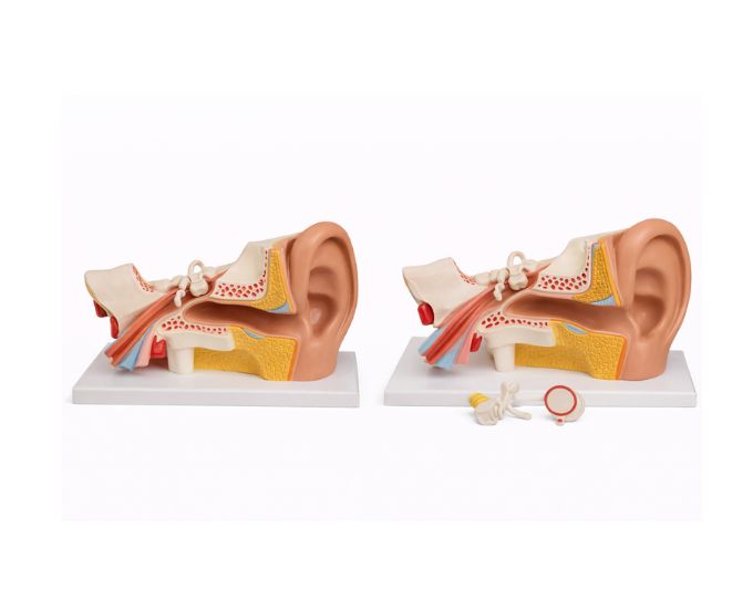 Human Ear Anatomy Model for Medical and Biology Education - Product Image