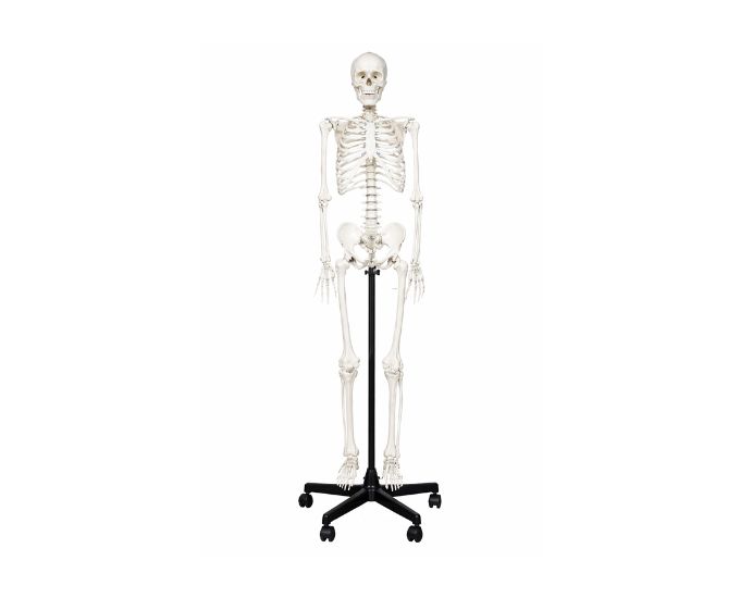 Human Skeleton Model 170cm Full Body Anatomy Display