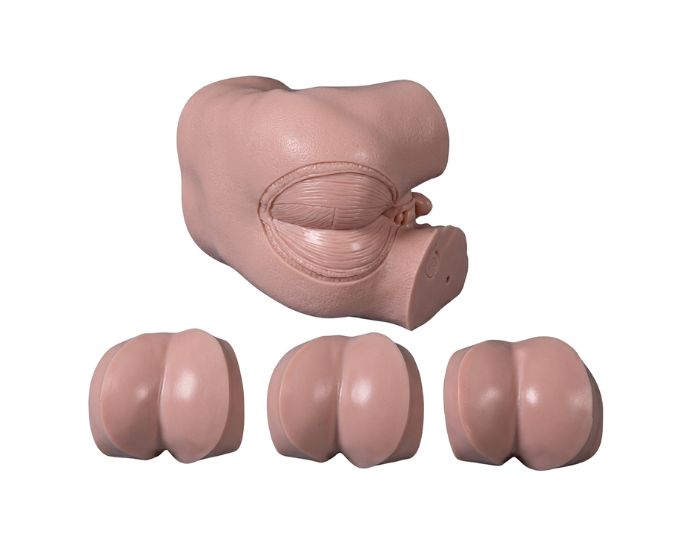 Advanced Rectal Touch Examination Simulator with Prostate and Rectal Modules - Product Image