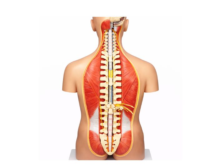 Classic unisex torso 17 parts - Product Image 2