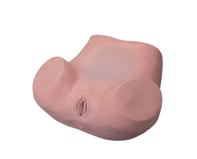 Gynecological Training Model