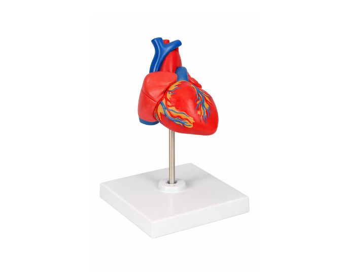 Human Heart Anatomy Model Life Size, 2 Parts MT-135 - Product Image