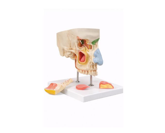 Life Size Nasal Cavity Dissection Model for Anatomy Education - Product Image