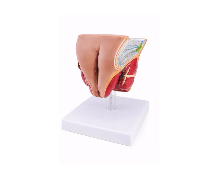 Female Genital Organ Anatomy Model for Medical Teaching and Study - Product Image
