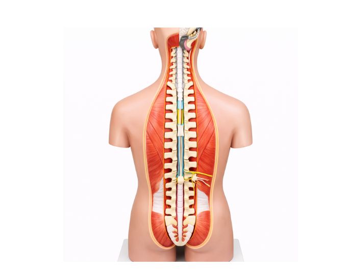 Deluxe dual sex torso 28 parts - Product Image 2