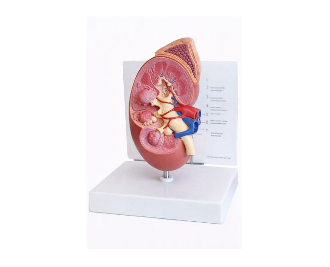 Advanced Kidney Dissection Model for Anatomical Training - Product Image