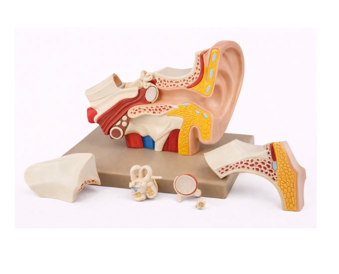 Human Ear Anatomy Model 5X Enlarged, 6 Parts - Product Image