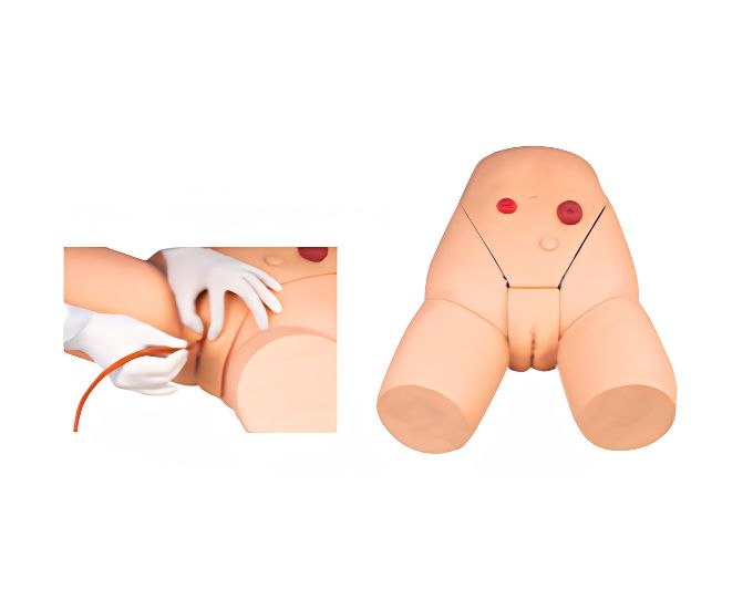 Female Catheterization Training Model - Product Image