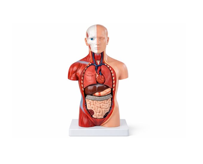 Human Unisex Torso Anatomy Model – 15 Parts - Product Image