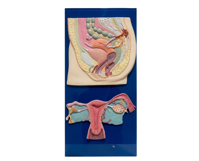 Female Reproductive System Anatomical Model - Product Image