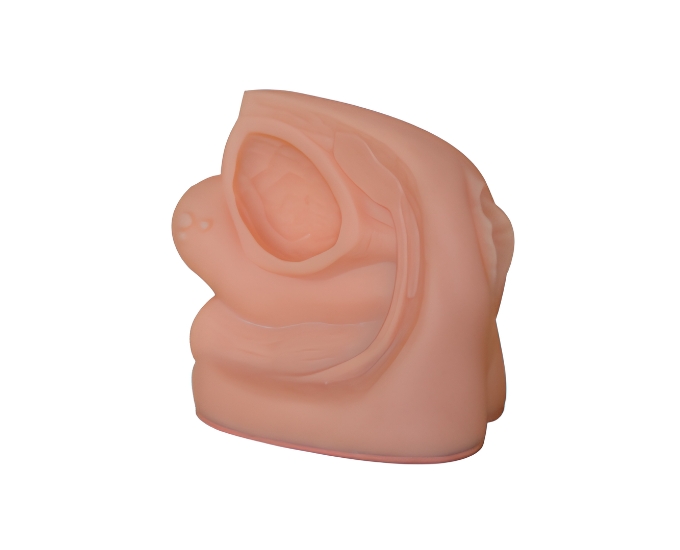 Female Internal and External Organ Anatomical Model - Product Image