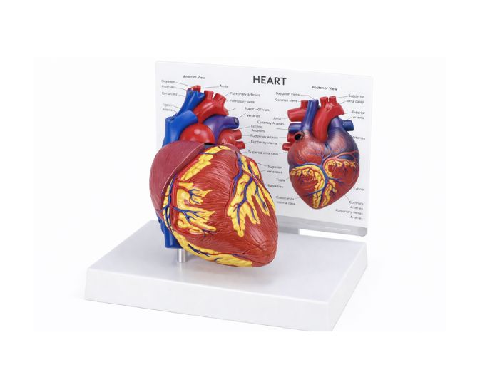 Human Heart Anatomy Model Life Size, 2 Parts – MT-129 - Product Image